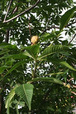 Ohio Buckeye Tree
