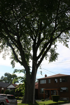 Elm Tree