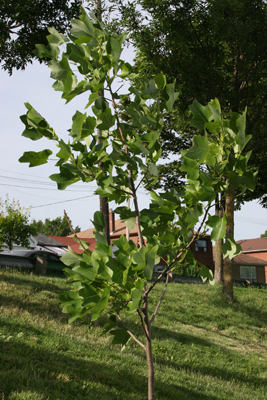 Tulip Tree