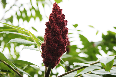 Sumac flower