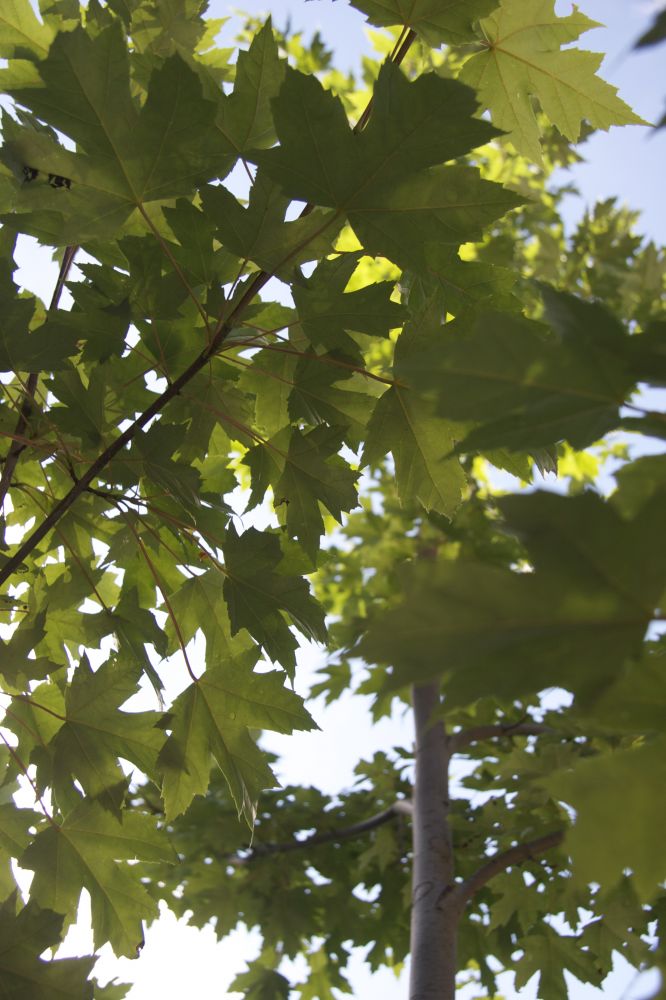 Silver maple