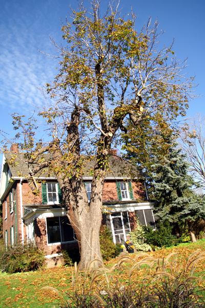 poorly pruned tree