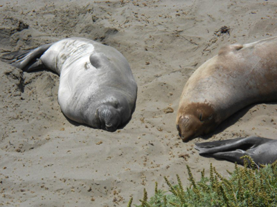 Sea lion
