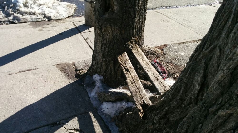 ©2015 Jonathan Silver planks of wood placed between two tree trunks as a bench are now cutting into the trunks and causing damage