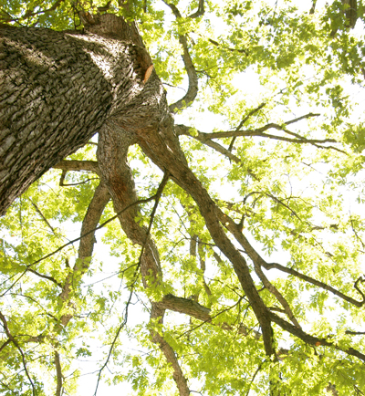 Healthy Mature Urban Tree