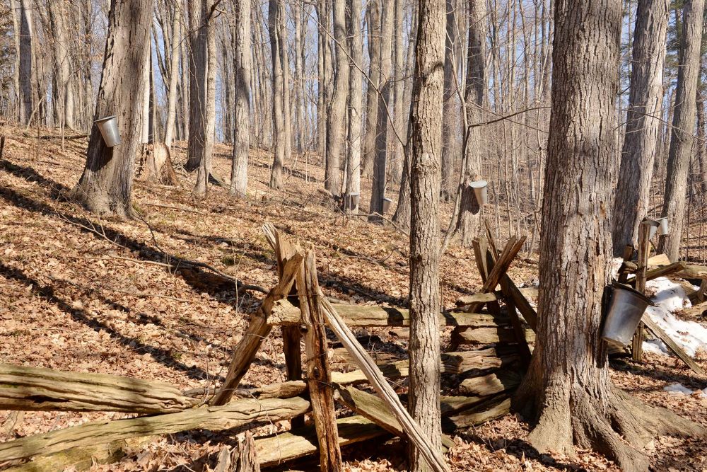 March Break Maple Tree Tour