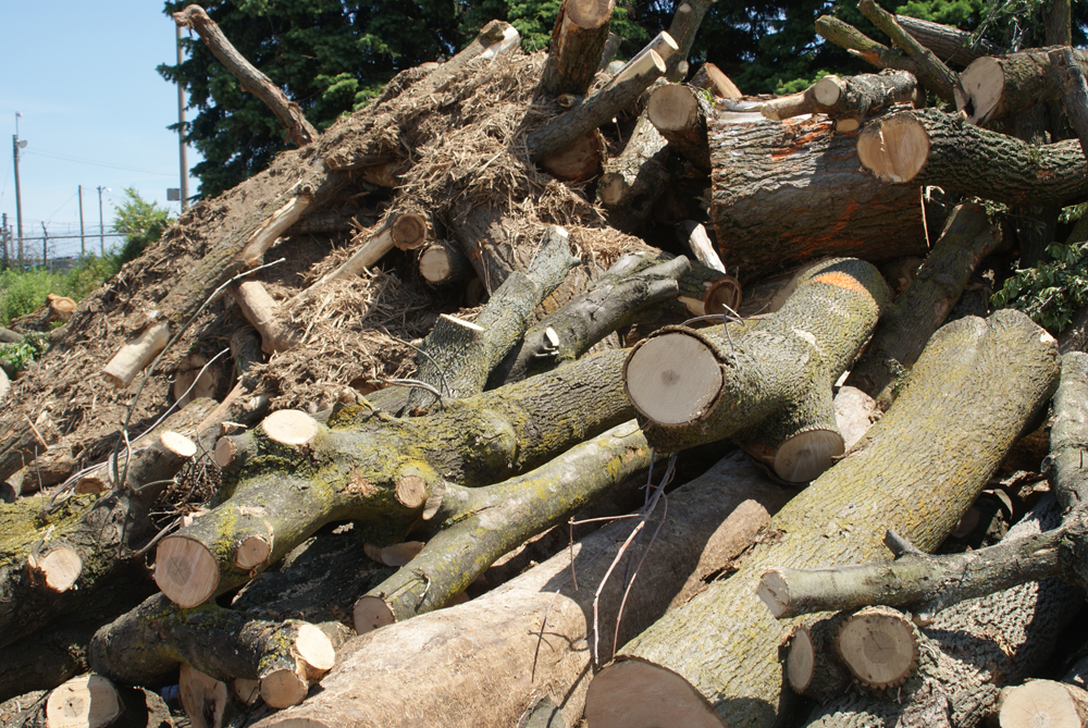 Cut down trees 