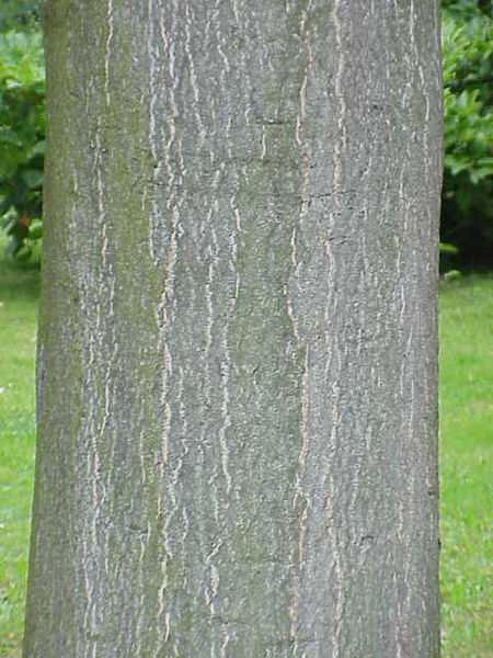Tree of heaven bark