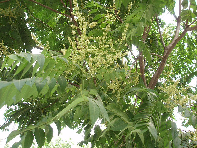 Tree of heaven