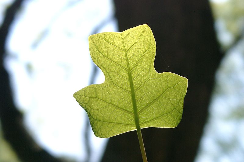 Tulip Tree Leaf