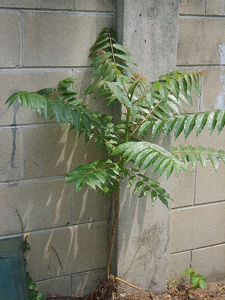 Tree of heaven seedling