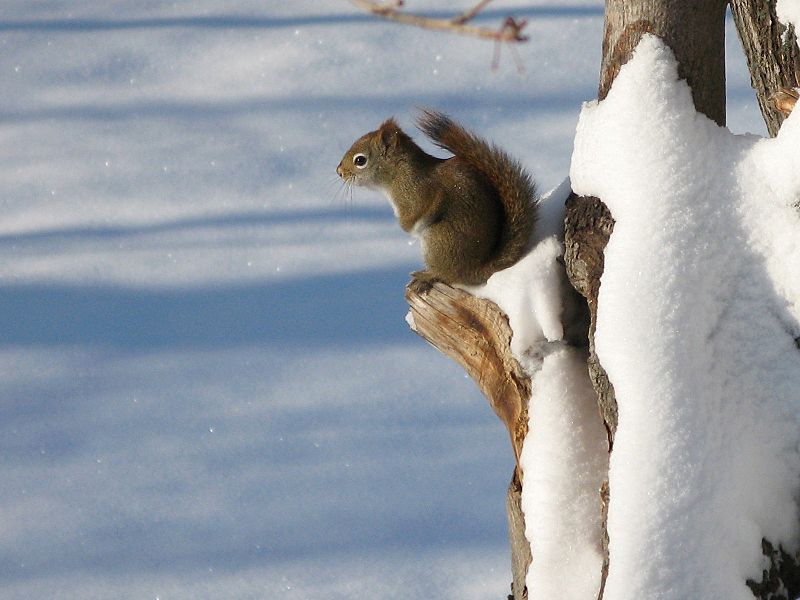 Tamiasciurus hudsonicus on a tree