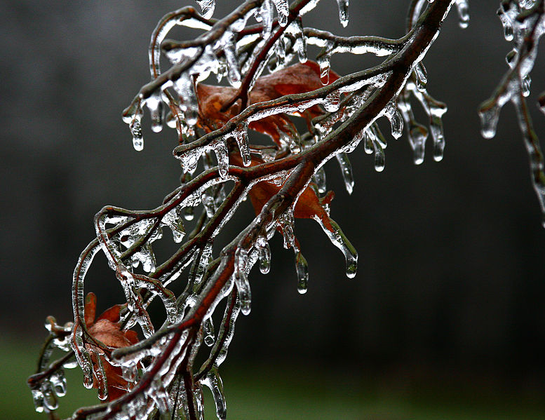 Icy Japanese Maple branch