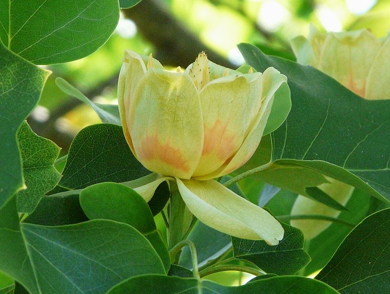 Tulip tree flower