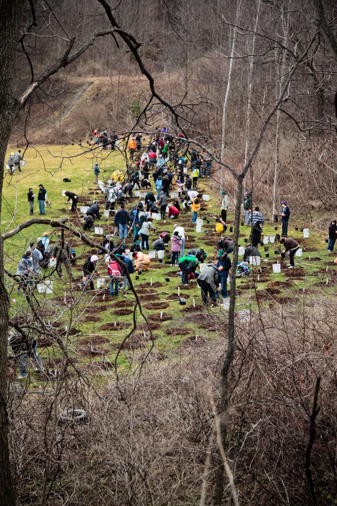 Toronto Hydro Tree Planting