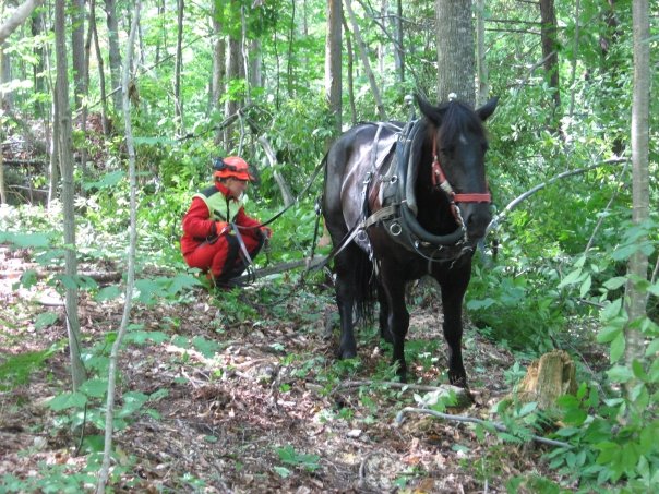 Horse logging