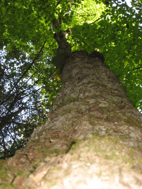 Tree Canopy