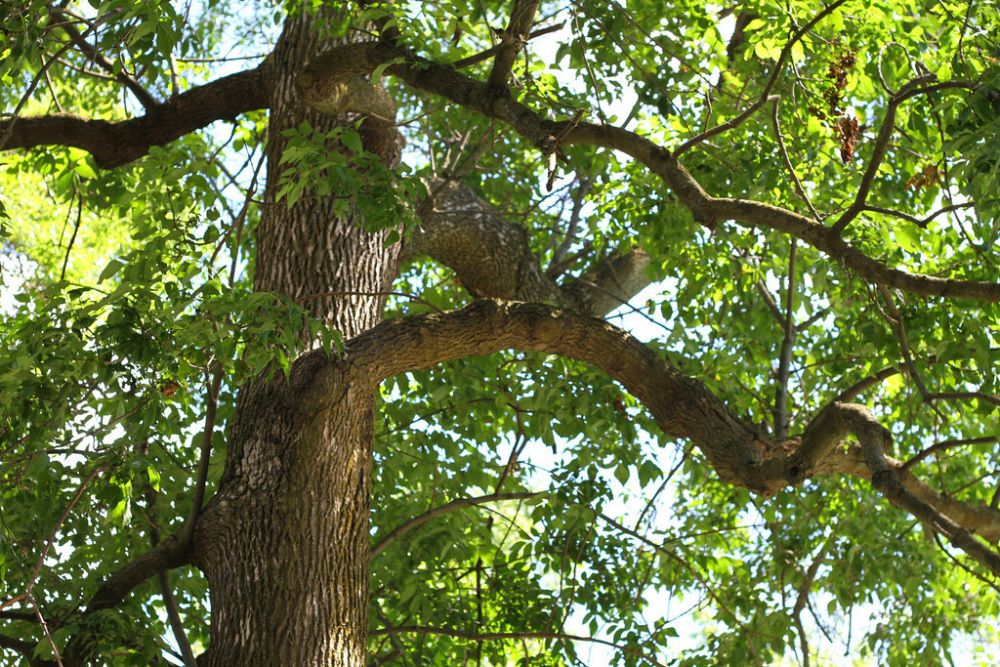 Ash Tree