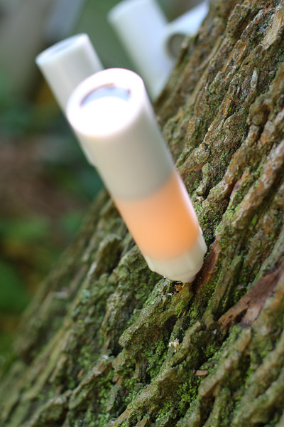 Tree Azin injection on an ash tree