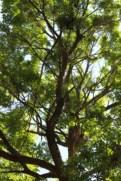 Ash Canopy in decline