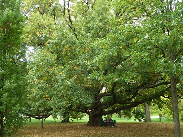 Oak Tree