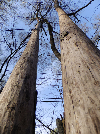 Ash Trees standing dead