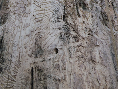 Ash holes