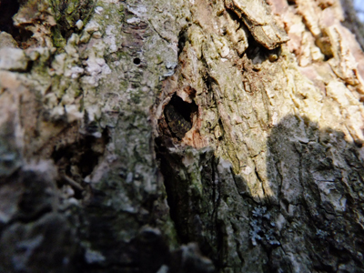 EAB Larvae