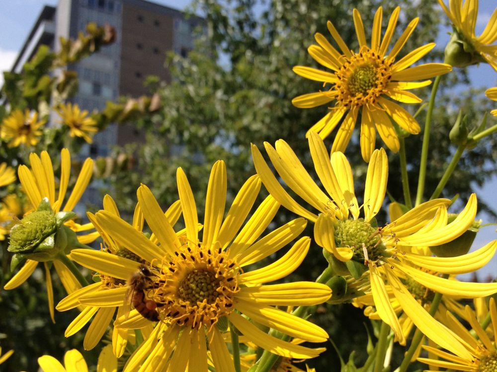 Bee in the learning garden