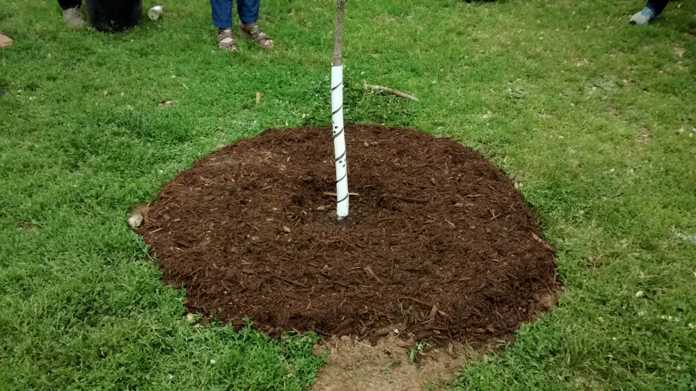 tree gaurd
