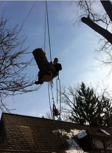 © 2014 Lisa Erdle Tree Climbing