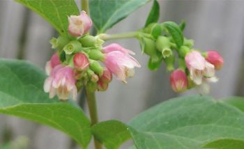 the bell-shaped pink and white flowers of the snowberry shrub