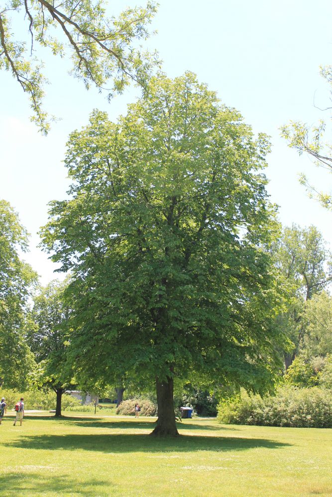 Basswood (Tilia americana)