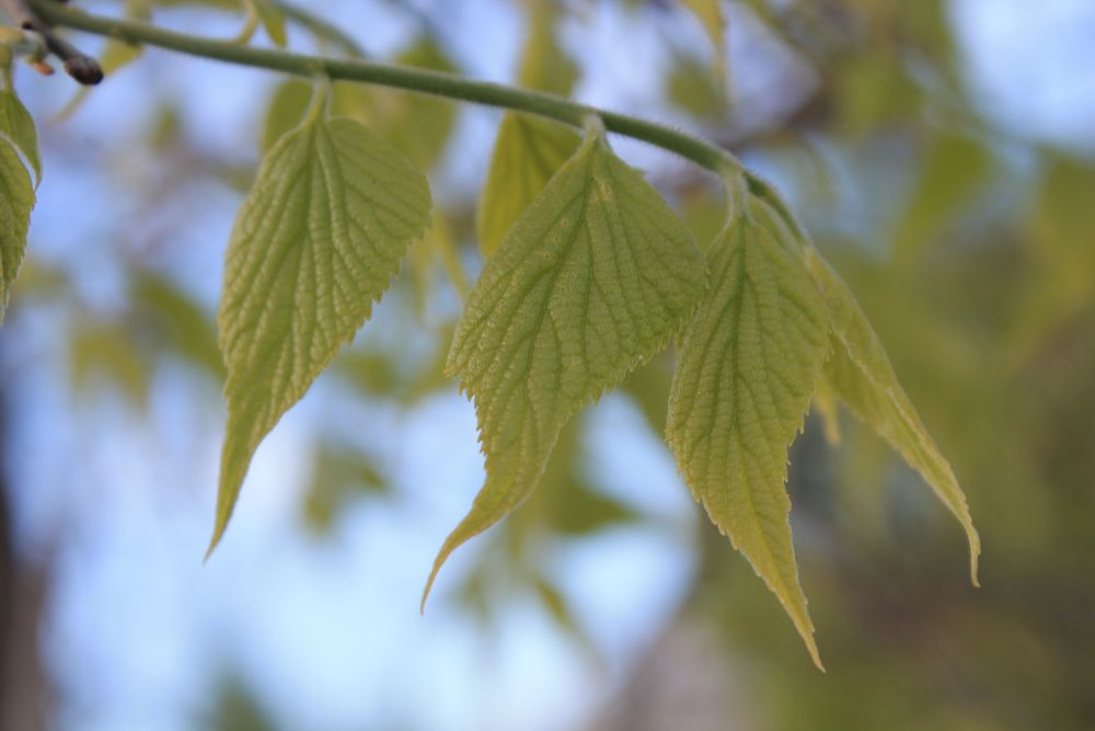 Hackberry Leaf