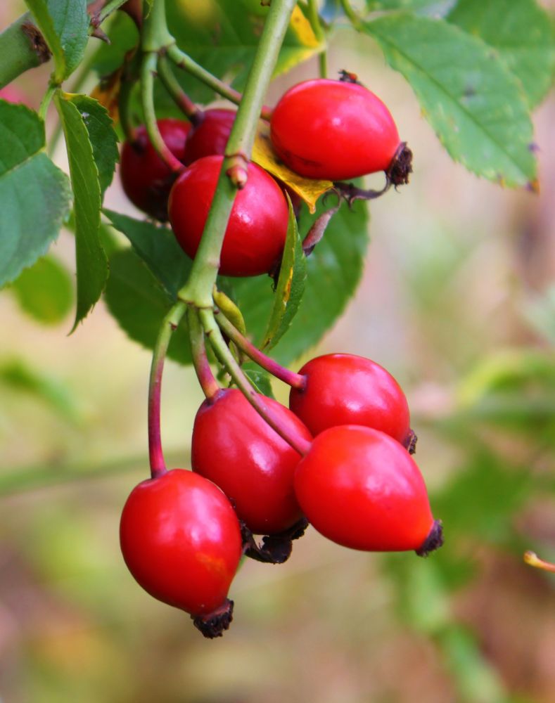 © 2016 Brenna Anstett/LEAF