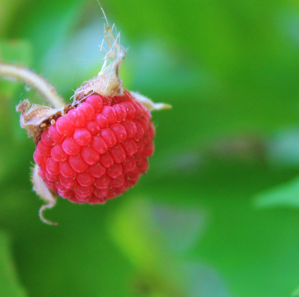 ©2016 Brenna Anstett/LEAF