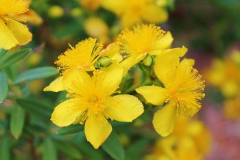 The yellow flowers of St. John's wort