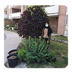 TCHC tenant with shrubs