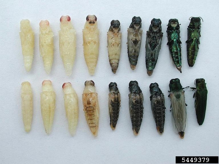 EAB life cycle