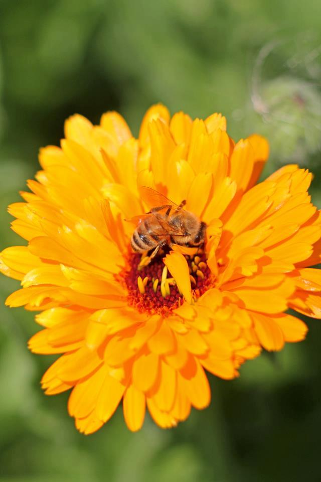 Sage Rising worker bee