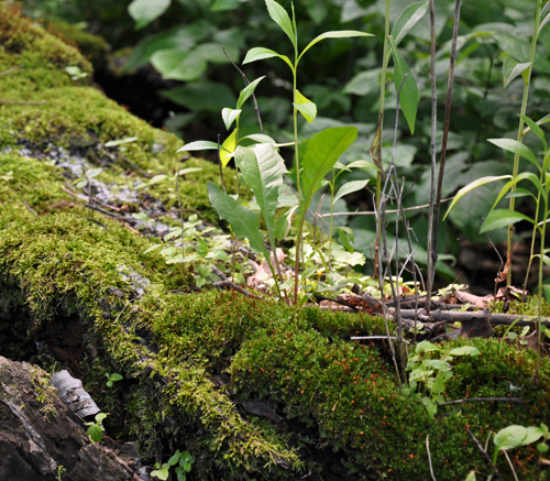 natural forest cycle