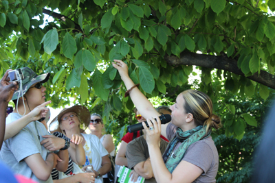 Magnolia Tree on the Edible Tree Tour