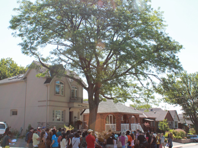 Honey Locust on the Edible Tree Tour