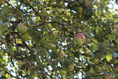 Apples in Toronto's urban foret