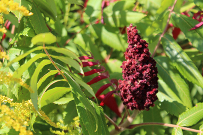 Staghorn sumac