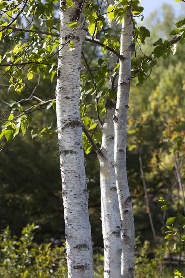 Paper Birch bark