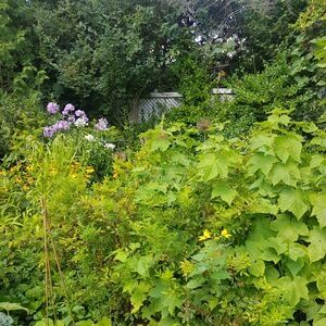 Pasture rose and other shrubs covering a fence