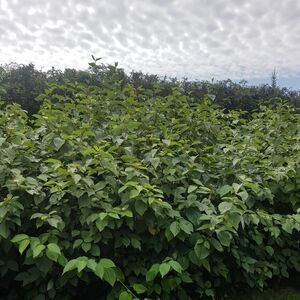 Red osier dogwood shrubs