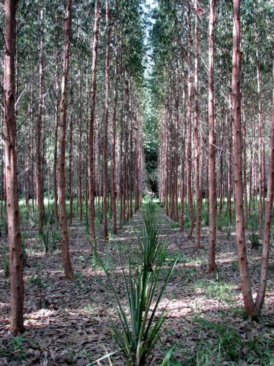 Eucalyptus and pineapple fiber agroforestry system