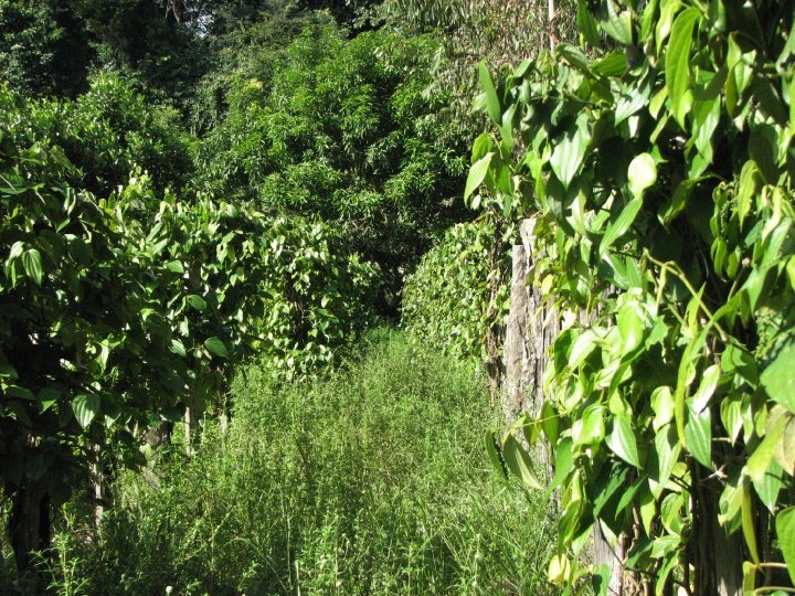 Black pepper vines